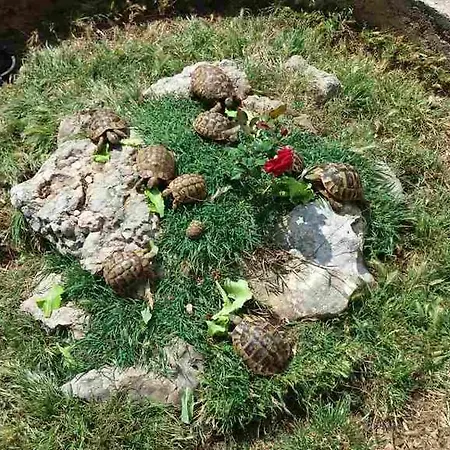 Agrotourism Galic Krka 3* Drinovci