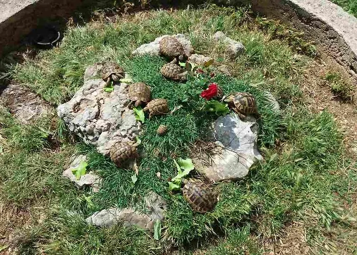 Agrotourism Galic Krka 3* Drinovci